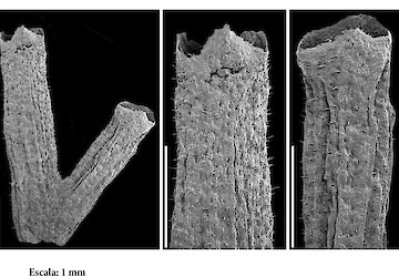 Cientistas da Universidade de Coimbra descobrem fóssil de nova espécie de planta no distrito de Leiria