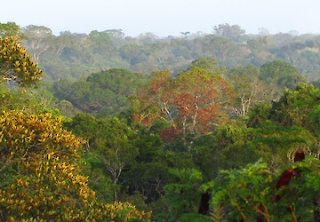 Estudo revela que temperaturas elevadas e seca reduzem o crescimento de árvores tropicais