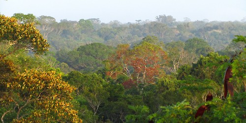 Estudo revela que temperaturas elevadas e seca reduzem o crescimento de árvores tropicais