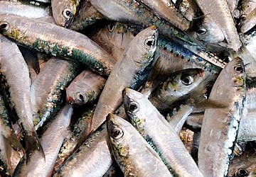 Câmara Municipal de Lagos aprova Moção de Apoio aos Pescadores e às Empresas da Pesca da Sardinha