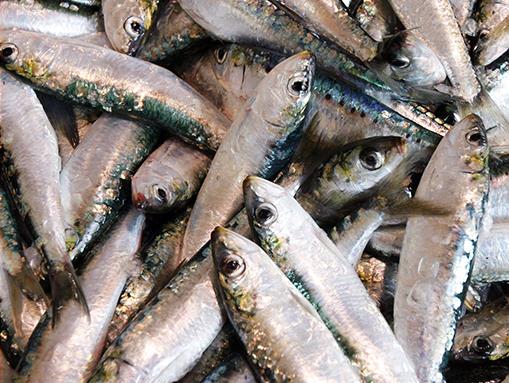 Câmara Municipal de Lagos aprova Moção de Apoio aos Pescadores e às Empresas da Pesca da Sardinha