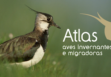 Lançado o 1º Atlas das Aves Invernantes e Migradoras de Portugal