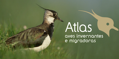 Lançado o 1º Atlas das Aves Invernantes e Migradoras de Portugal