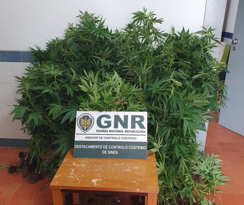 GNR: Aljezur - Detido por cultivo de 179 plantas de canábis