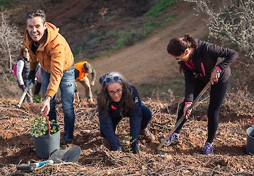 Voluntários plantaram 19 hectares de área ardida em Castro Marim