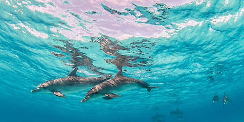 Eleitos do PAN em Olhão, Faro e Loulé apoiam a limitação de embarcações para observação de baleias e golfinhos no Algarve