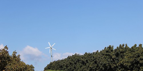 Habitantes de Barão de São João não conseguem dormir com barulho provocado por ventiladores anti-geada, em terrenos de produção de abacates