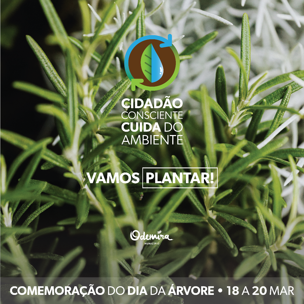 Vamos Plantar! Município de Odemira oferece árvores à população
