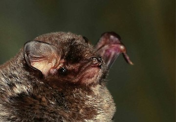 Curso de Introdução à Identificação de Morcegos | Criaturas na Noite I | 16 de Abril | Parque Municipal do Sítio das Fontes | Lagoa - Estômbar