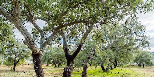 Especialistas juntam-se no Algarve para debater futuro da floresta mediterrânica