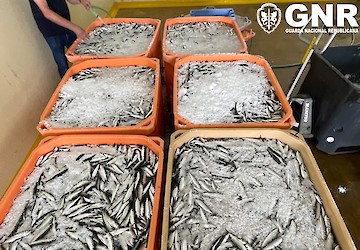 GNR UCC | Apreensão de 2,4 toneladas de sardinha