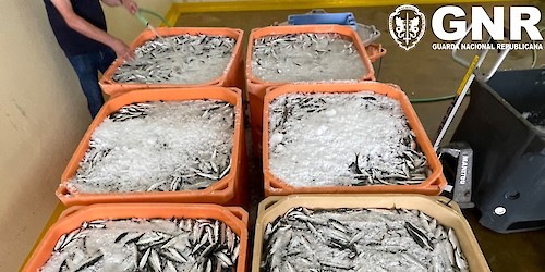 GNR UCC | Apreensão de 2,4 toneladas de sardinha
