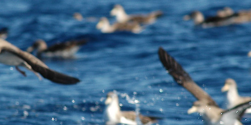 O “restaurante” que as aves portuguesas viajam milhares de quilómetros para visitar