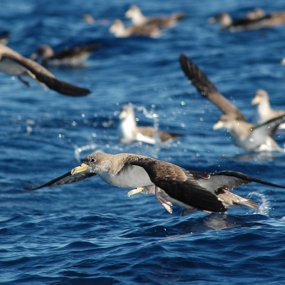O “restaurante” que as aves portuguesas viajam milhares de quilómetros para visitar
