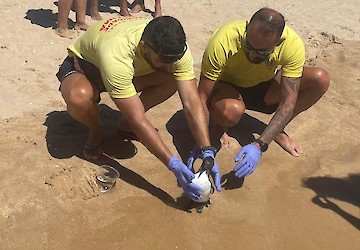 “Torda-mergulheira” salva na Meia Praia em Lagos