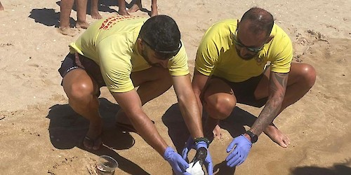 “Torda-mergulheira” salva na Meia Praia em Lagos