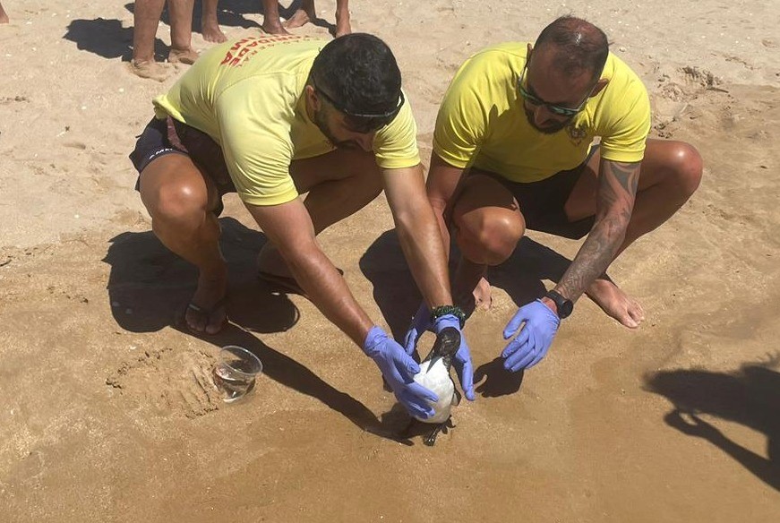 “Torda-mergulheira” salva na Meia Praia em Lagos