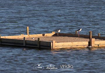 Bio-Ilhas: 2 anos a preservar as aves salineiras do Algarve