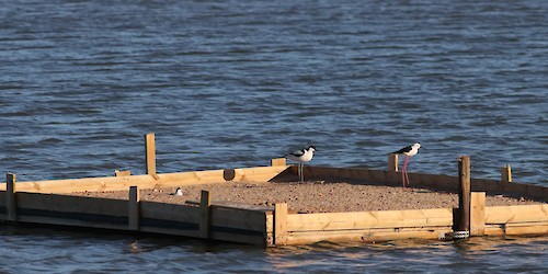 Bio-Ilhas: 2 anos a preservar as aves salineiras do Algarve