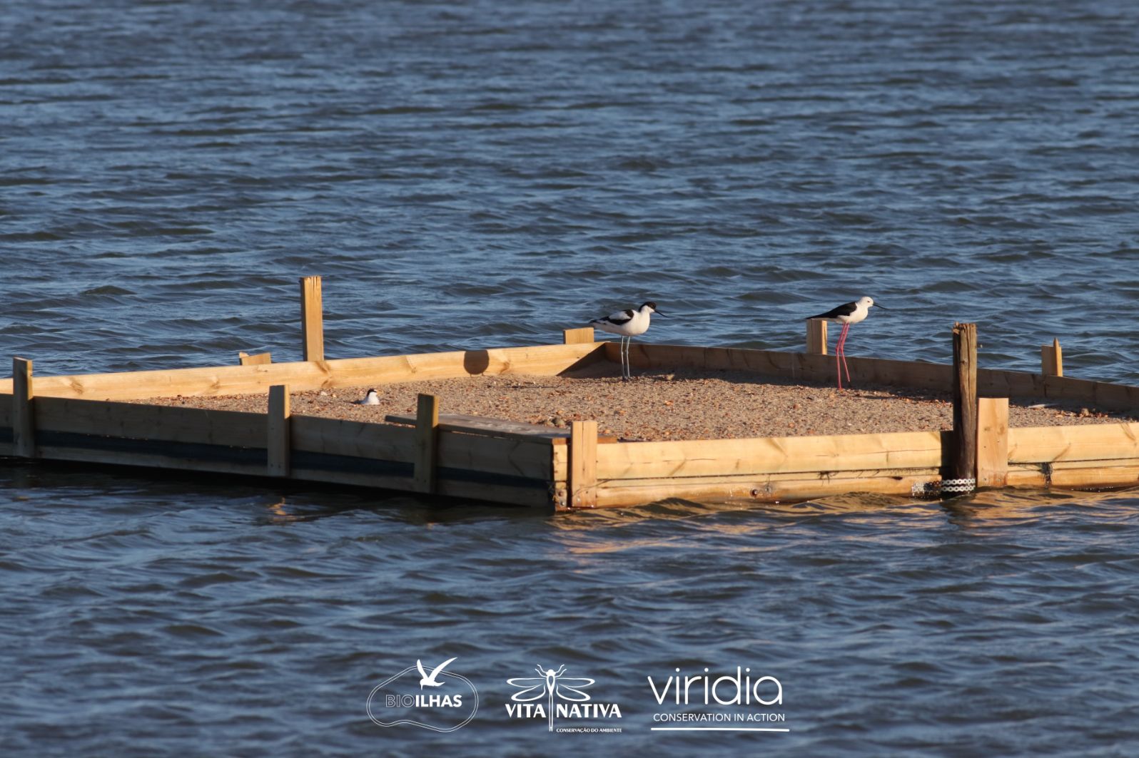 Bio-Ilhas: 2 anos a preservar as aves salineiras do Algarve