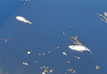 PAN Algarve solicita investigação sobre morte de espécies marinhas na Ria Formosa