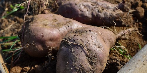 Município de Aljezur reforça apoios à associação de produtores de batata-doce de Aljezur