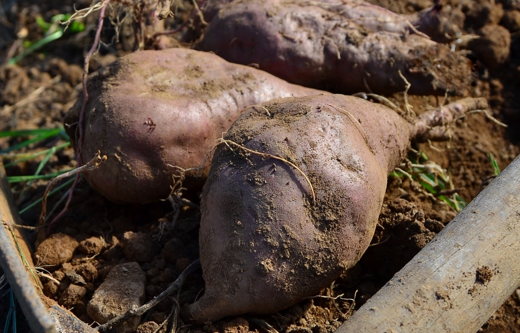 Município de Aljezur reforça apoios à associação de produtores de batata-doce de Aljezur