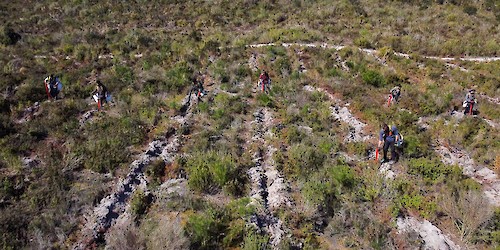 GEOTA plantou 1 milhão de árvores autóctones