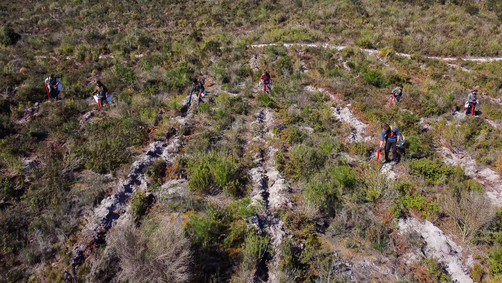 GEOTA plantou 1 milhão de árvores autóctones