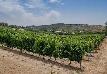Algarve Wine Tourism foi distinguido com o troféu “Enoturismo 2023”