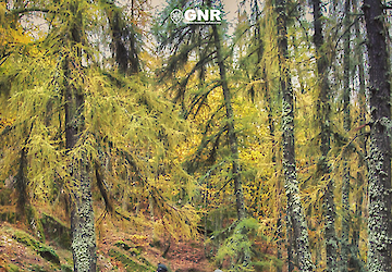 Floresta Segura 2024 – Fase de prevenção e sensibilização - Balanço provisório