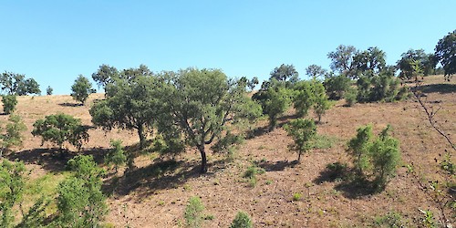 Loulé promove semana da água e das florestas 2024