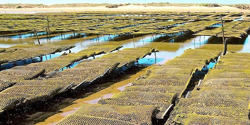 Roteiros “aMAR a Terra” na Produção Ostrícola