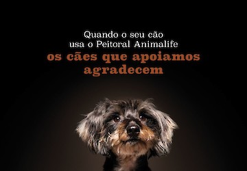 Animalife e FCB lançam campanha “Peitoral Salva-Vidas” para promover a segurança animal e apoiar famílias vulneráveis