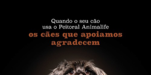 Animalife e FCB lançam campanha “Peitoral Salva-Vidas” para promover a segurança animal e apoiar famílias vulneráveis