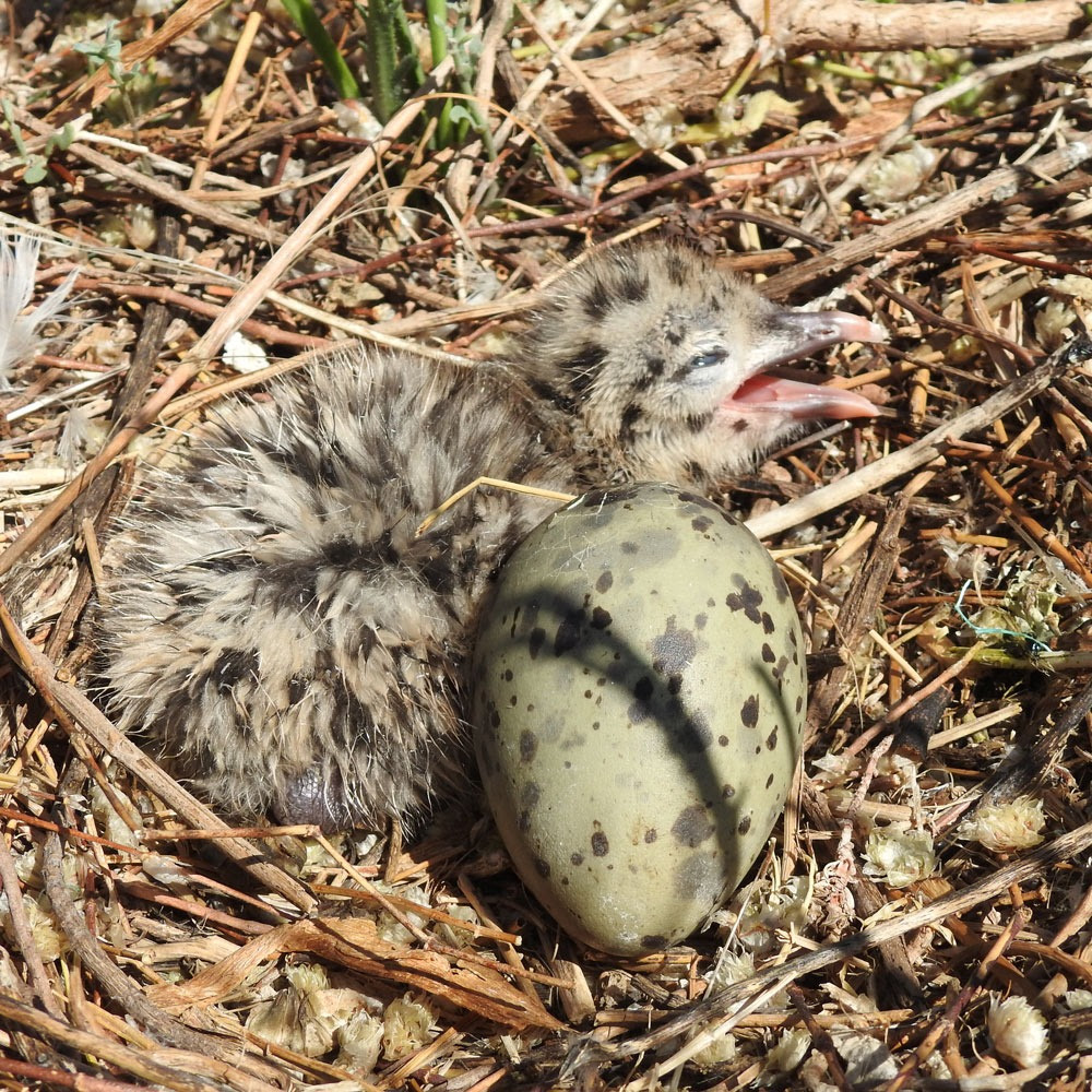 Maior colónia do mundo da gaivota-de-audouin vive na Ria Formosa e está a crescer