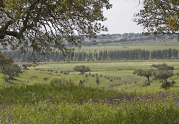 Navigator e Crédito Agrícola reforçam parceria para fortalecer produtividade da floresta portuguesa