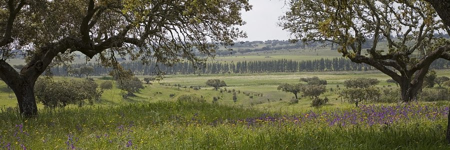 Navigator e Crédito Agrícola reforçam parceria para fortalecer produtividade da floresta portuguesa