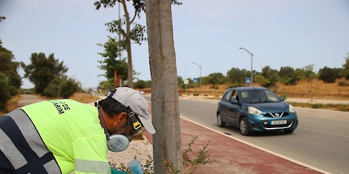 Município de Castro Marim aposta no tratamento de árvores para prevenir e controlar pragas