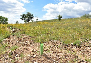 ANP|WWF e Câmara de Loulé juntas em projeto para aldeias resilientes aos incêndios