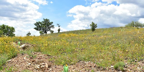 ANP|WWF e Câmara de Loulé juntas em projeto para aldeias resilientes aos incêndios