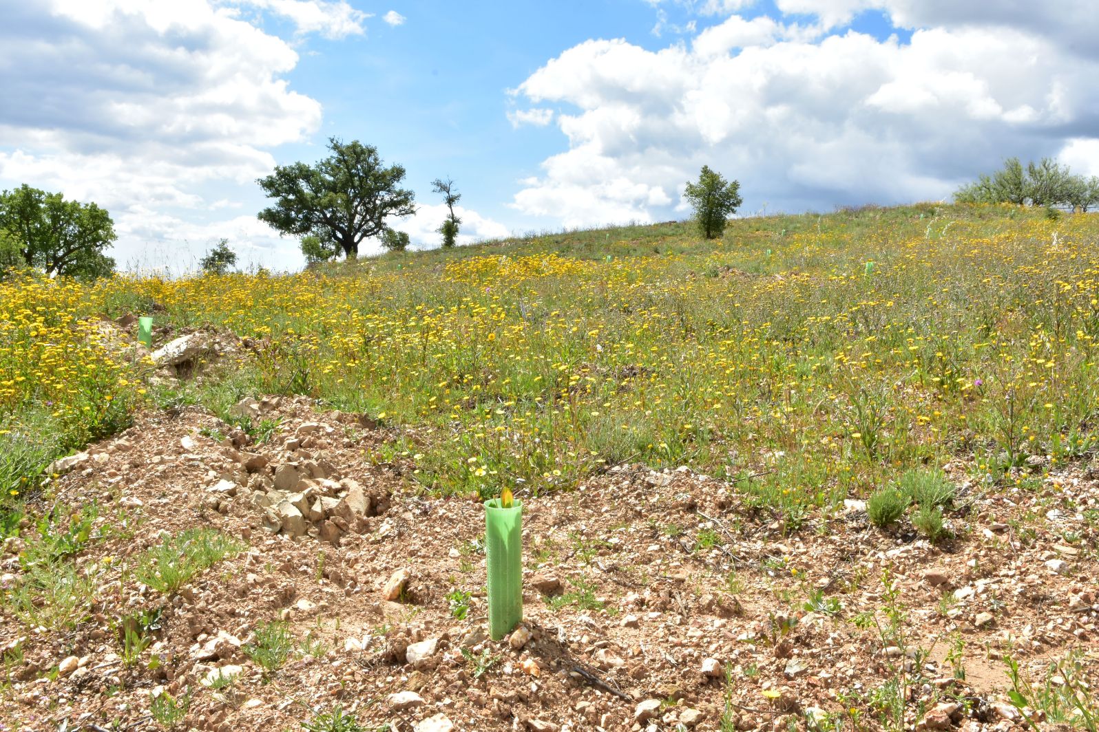 ANP|WWF e Câmara de Loulé juntas em projeto para aldeias resilientes aos incêndios