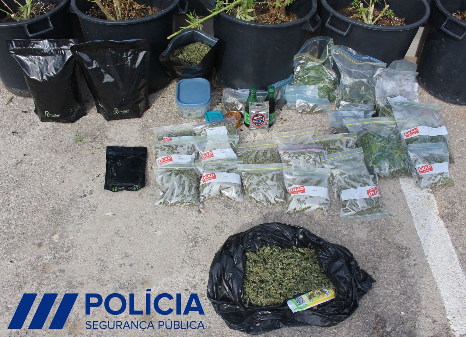 Detenção de casal sexagenário por cultivo de cannabis