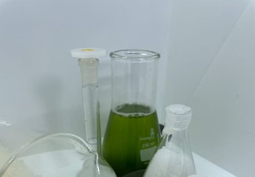 Projeto testa aplicação de microalgas para remover poluentes de águas residuais convertendo essa biomassa em produtos verdes