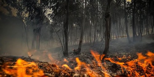 Em 2024 o fogo voltou a lavrar em Portugal