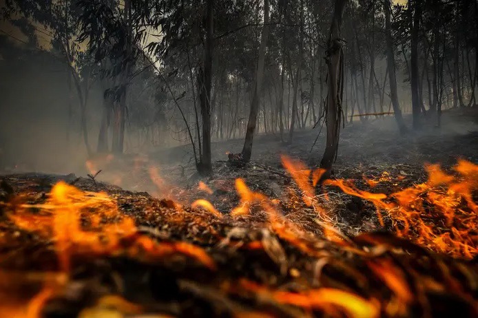 Em 2024 o fogo voltou a lavrar em Portugal