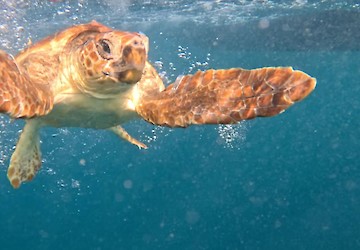 Duas tartarugas reabilitadas no Porto d’Abrigo do Zoomarine regressaram ao mar com o apoio da Marinha Portuguesa