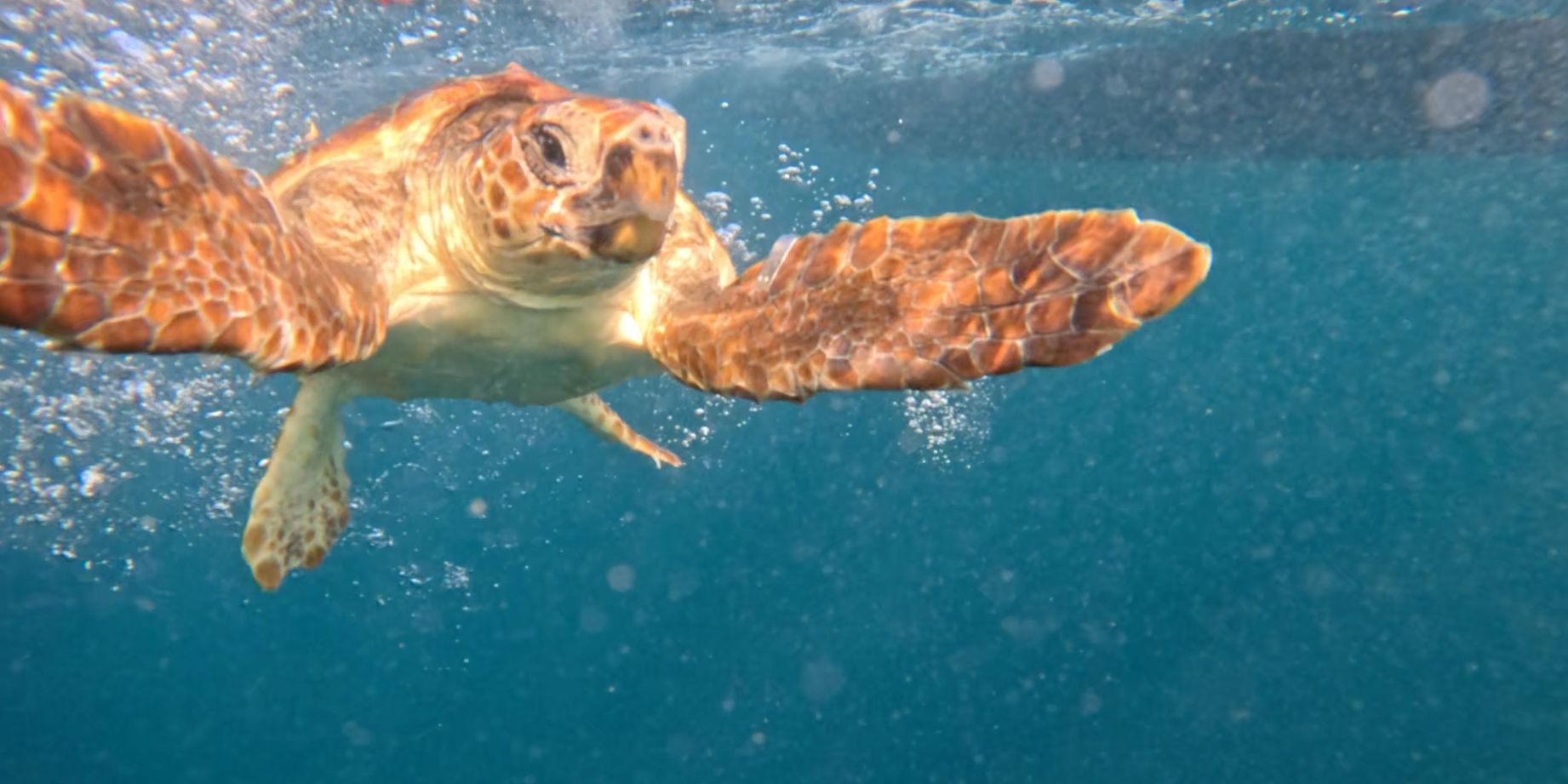 Duas tartarugas reabilitadas no Porto d’Abrigo do Zoomarine regressaram ao mar com o apoio da Marinha Portuguesa