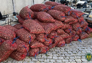 Olhão – Apreensão de mais de 1 300 quilos de bivalves