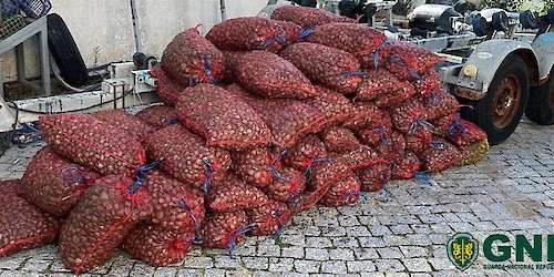 Olhão – Apreensão de mais de 1 300 quilos de bivalves